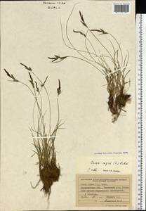 Carex nigra (L.) Reichard, Eastern Europe, West Ukrainian region (E13) (Ukraine)