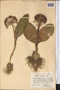 Allium karataviense Regel, Middle Asia, Western Tian Shan & Karatau (M3) (Uzbekistan)