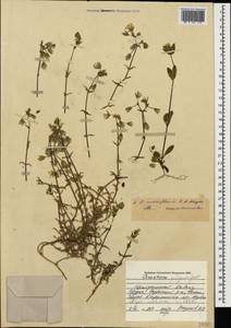 Cerastium multiflorum C. A. Mey., Caucasus, Georgia (K4) (Georgia)
