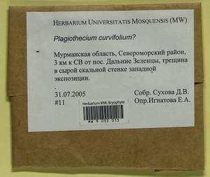 Plagiothecium curvifolium Schlieph. ex Limpr., Bryophytes, Bryophytes - Karelia, Leningrad & Murmansk Oblasts (B4) (Russia)