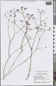 Bunium microcarpum (Boiss.) Freyn & Sint. ex Freyn, Crimea (KRYM) (Russia)