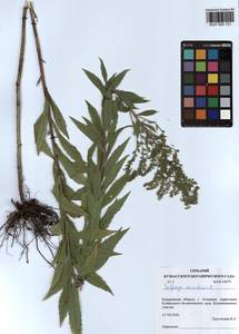 Solidago canadensis L., Siberia, Altai & Sayany Mountains (S2) (Russia)