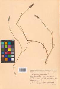 Alopecurus geniculatus L., Siberia, Russian Far East (S6) (Russia)