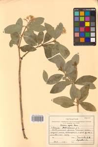 Skimmia japonica var. intermedia Komatsu, Siberia, Russian Far East (S6) (Russia)