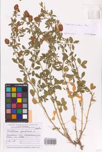 Trifolium aureum Pollich, Eastern Europe, North-Western region (E2) (Russia)