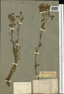 Campanula sibirica L., Eastern Europe, Eastern region (E10) (Russia)