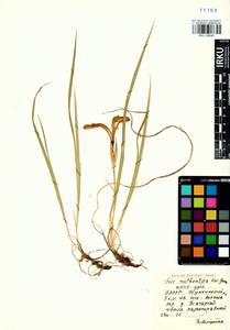 Iris ruthenica Ker Gawl., Siberia, Baikal & Transbaikal region (S4) (Russia)