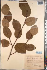 Alnus alnobetula subsp. fruticosa (Rupr.) Raus, Siberia, Yakutia (S5) (Russia)