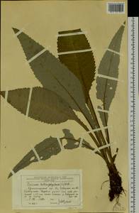 Cirsium × helenioides (L.) Hill, Siberia, Central Siberia (S3) (Russia)