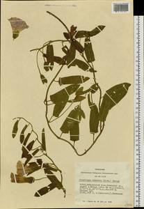 Calystegia pellita subsp. pellita, Siberia, Altai & Sayany Mountains (S2) (Russia)