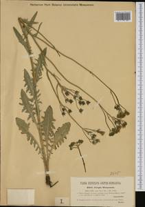 Crepis nicaeensis Balb. ex Pers., Western Europe (EUR) (Italy)