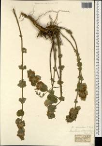 Marrubium anisodon K.Koch, Caucasus, Turkish Caucasus (NE Turkey) (K7) (Turkey)