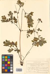 Chelidonium majus L., Siberia, Russian Far East (S6) (Russia)