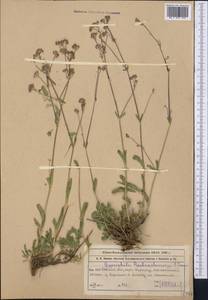 Gypsophila preobrashenskii Czerniakowska, Middle Asia, Western Tian Shan & Karatau (M3) (Kazakhstan)