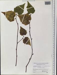 Betula pendula subsp. mandshurica (Regel) Ashburner & McAll., Siberia, Russian Far East (S6) (Russia)