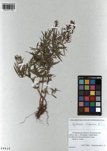 Lythrum virgatum L., Siberia, Altai & Sayany Mountains (S2) (Russia)