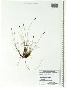 Carex parallela subsp. redowskiana (C.A.Mey.) T.V.Egorova, Siberia, Central Siberia (S3) (Russia)