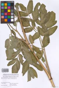 Macroselinum latifolium (M. Bieb.) Schur, Eastern Europe, Lower Volga region (E9) (Russia)