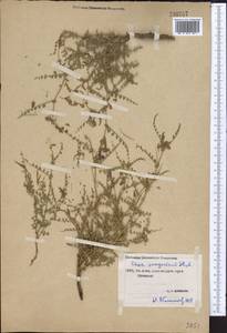 Cicer songaricum DC., Middle Asia, Northern & Central Tian Shan (M4) (Kyrgyzstan)