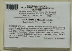 Grimmia mollis Bruch & Schimp., Bryophytes, Bryophytes - Chukotka & Kamchatka (B21) (Russia)