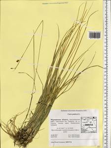 Carex panicea L., Eastern Europe, Northern region (E1) (Russia)