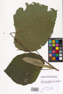 Tilia tomentosa Moench, Eastern Europe, Moscow region (E4a) (Russia)