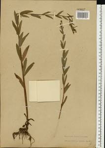 Epilobium parviflorum Schreb., Eastern Europe, North-Western region (E2) (Russia)