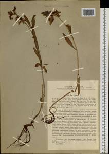 Phedimus aizoon (L.) 't Hart, Siberia, Western Siberia (S1) (Russia)