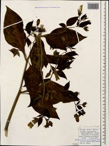 Atropa belladonna L., Caucasus, Krasnodar Krai & Adygea (K1a) (Russia)