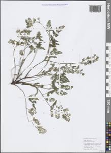 Scandix pecten-veneris L., Caucasus, Black Sea Shore (from Novorossiysk to Adler) (K3) (Russia)