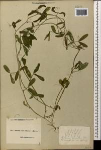 Lathyrus hirsutus L., Caucasus, Black Sea Shore (from Novorossiysk to Adler) (K3) (Russia)