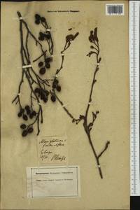 Alnus glutinosa (L.) Gaertn., Western Europe (EUR) (Germany)