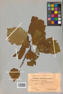 Crataegus chlorosarca Maxim., Siberia, Russian Far East (S6) (Russia)