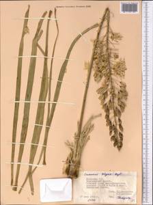 Eremurus olgae Regel, Middle Asia, Pamir & Pamiro-Alai (M2) (Uzbekistan)