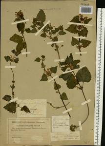 Lamium maculatum (L.) L., Eastern Europe, Central region (E4) (Russia)