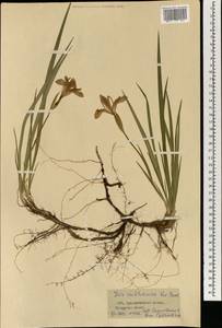 Iris ruthenica Ker Gawl., Mongolia (MONG) (Mongolia)