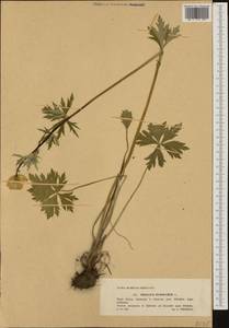 Trollius europaeus L., Western Europe (EUR) (Poland)