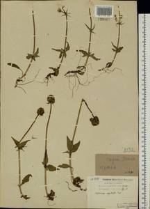 Valeriana capitata Link, Eastern Europe, Northern region (E1) (Russia)