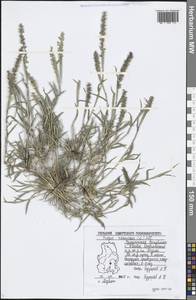 Tragus racemosus (L.) All., Eastern Europe, Volga-Kama region (E7) (Russia)
