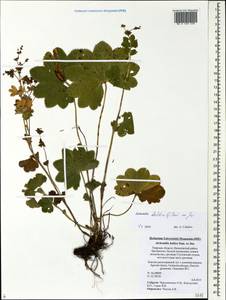 Alchemilla baltica Sam. ex Juz., Eastern Europe, North-Western region (E2) (Russia)