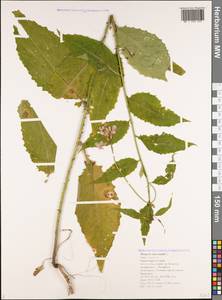 Hesperis matronalis L., Caucasus, Black Sea Shore (from Novorossiysk to Adler) (K3) (Russia)