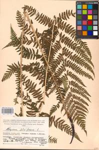 Athyrium filix-femina, Eastern Europe, Moscow region (E4a) (Russia)