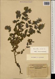 Cerinthe minor L., Caucasus, Armenia (K5) (Armenia)