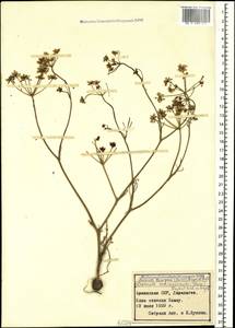 Bunium microcarpum (Boiss.) Freyn & Sint. ex Freyn, Caucasus, Armenia (K5) (Armenia)