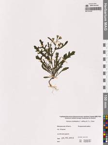 Senecio dubitabilis C.Jeffrey & Y.L.Chen, Siberia, Chukotka & Kamchatka (S7) (Russia)