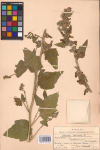 Althaea officinalis L., Eastern Europe, North Ukrainian region (E11) (Ukraine)