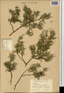 Juniperus excelsa subsp. polycarpos (K. Koch) Takht., Caucasus, Azerbaijan (K6) (Azerbaijan)