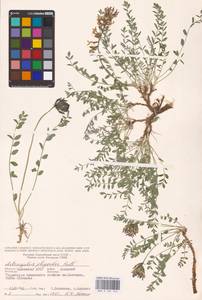 Astragalus physodes L., Eastern Europe, Lower Volga region (E9) (Russia)