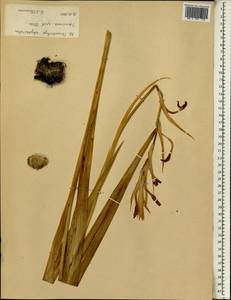 Gladiolus abyssinicus (Brongn. ex Lem.) B.D.Jacks., Africa (AFR) (Ethiopia)