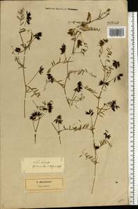 Vicia hirsuta (L.)Gray, Eastern Europe, North-Western region (E2) (Russia)